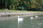 PICTURES/Cambridge - Punting Down the Cam River/t_Swan3.JPG